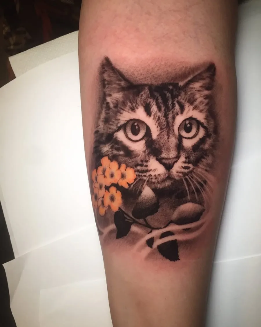 Gato