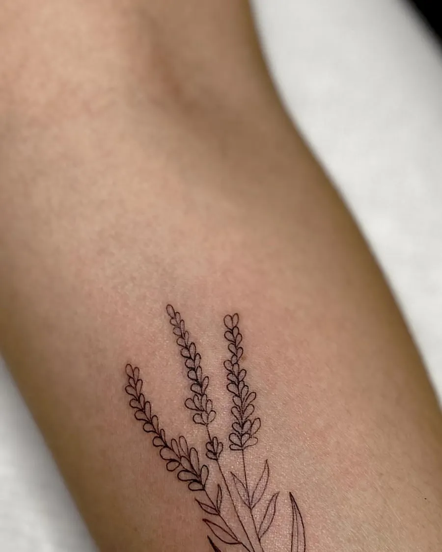 Lavanda