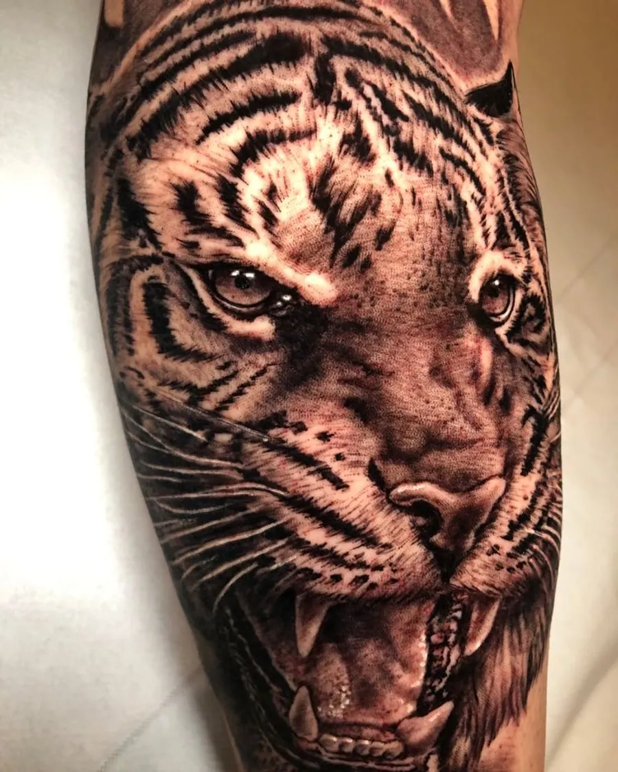 Tigre